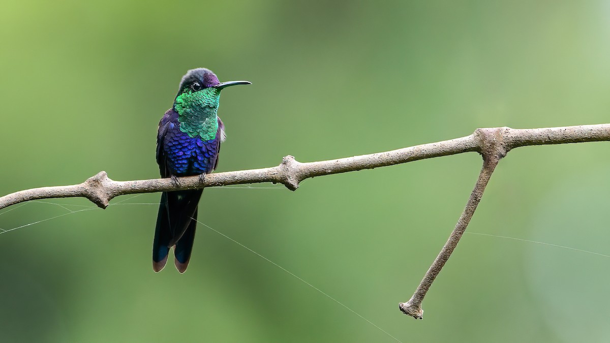 kolibřík vidloocasý - ML410311091
