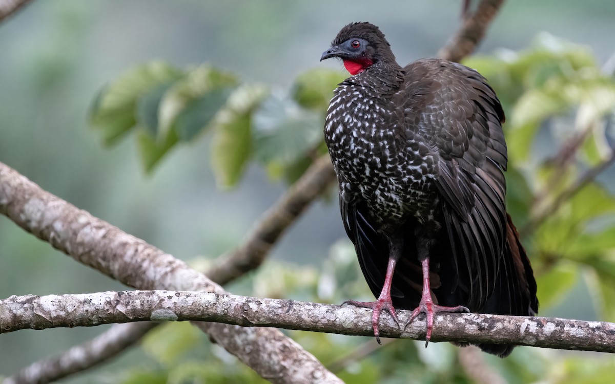 Crested Guan - ML410311241