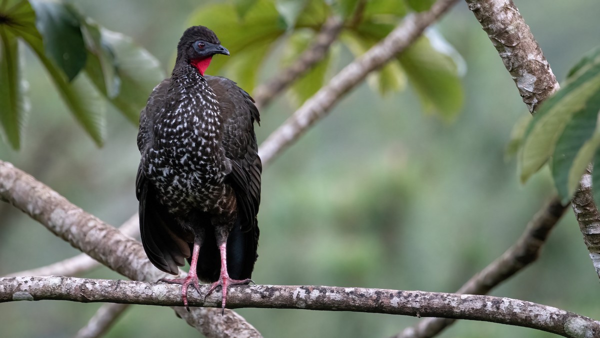 Crested Guan - ML410311251