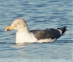 Lesser Black-backed Gull - William Burkert