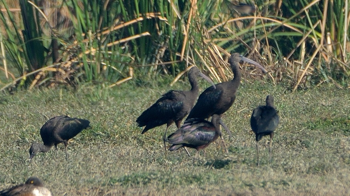 ibis hnědý - ML41031471