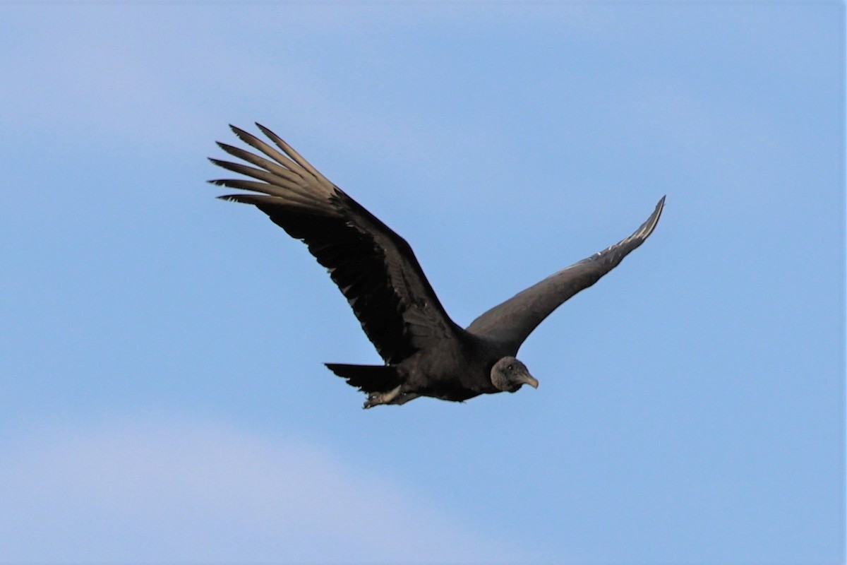 Black Vulture - ML410315071