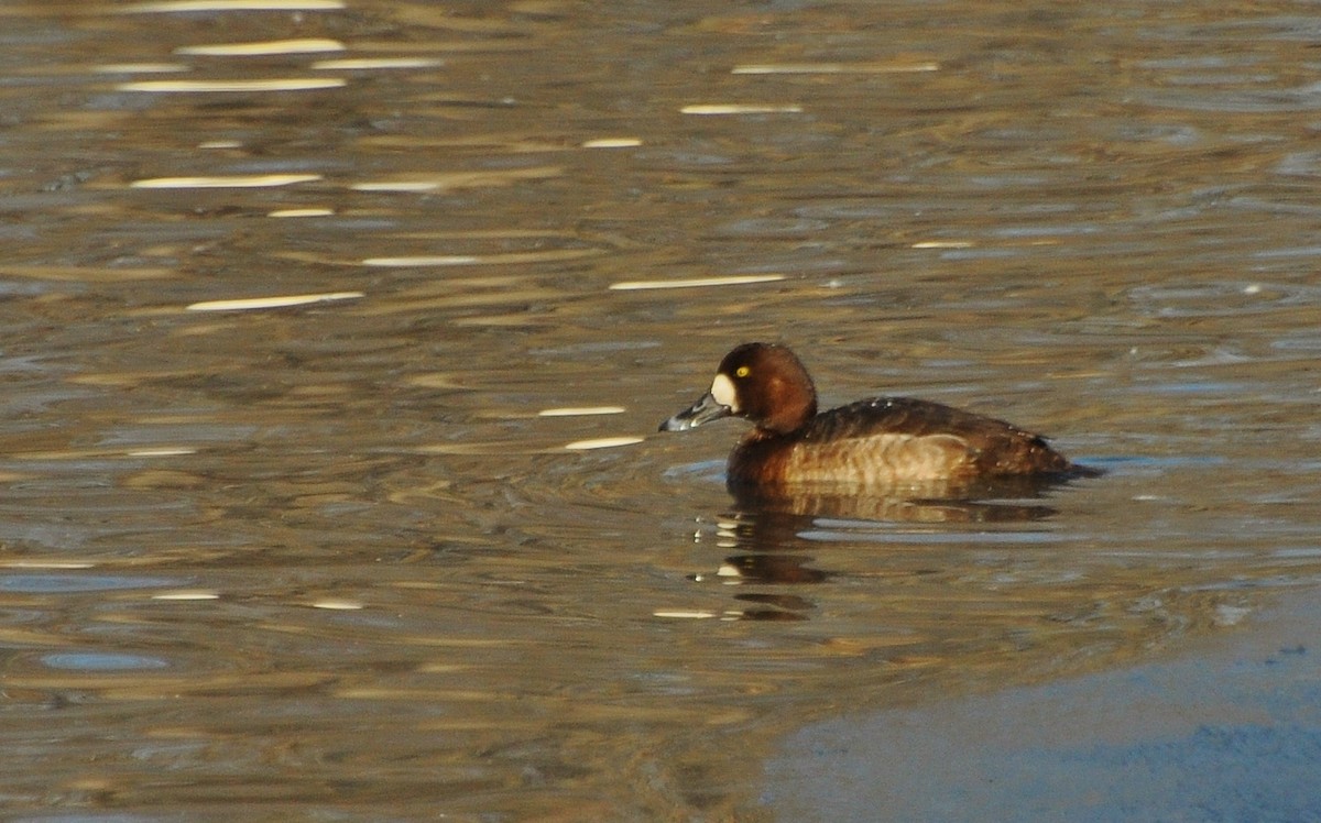 Greater Scaup - ML410316691