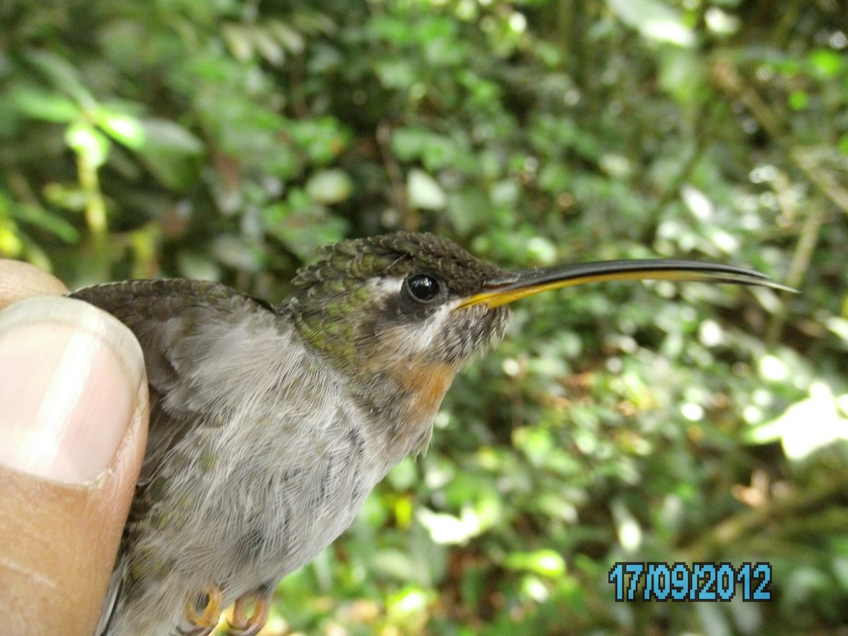 kolibřík světlebřichý - ML410318661