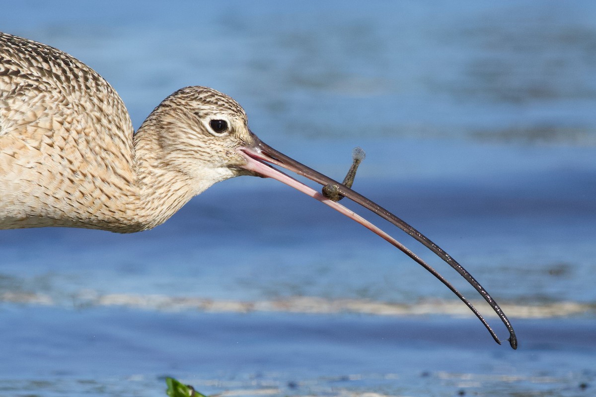 Long-billed Curlew - ML410319791