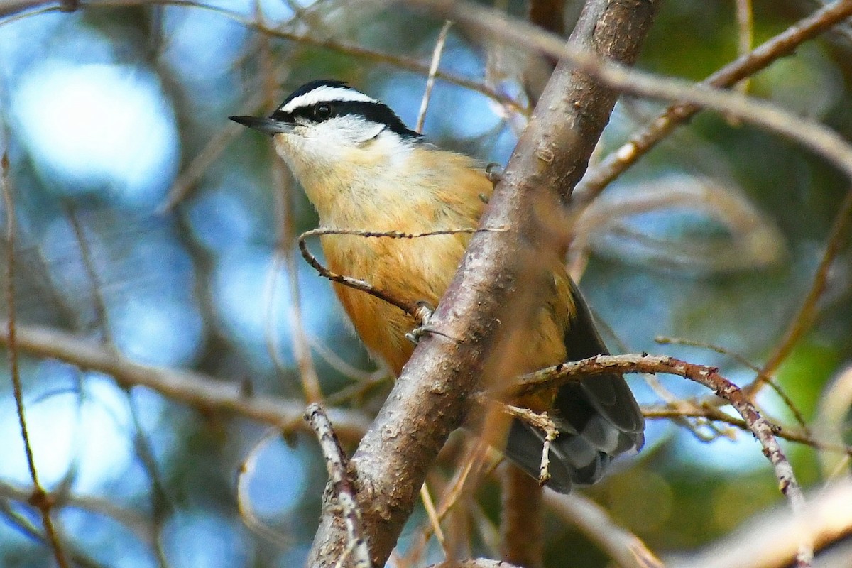 Red-breasted Nuthatch - ML410322181