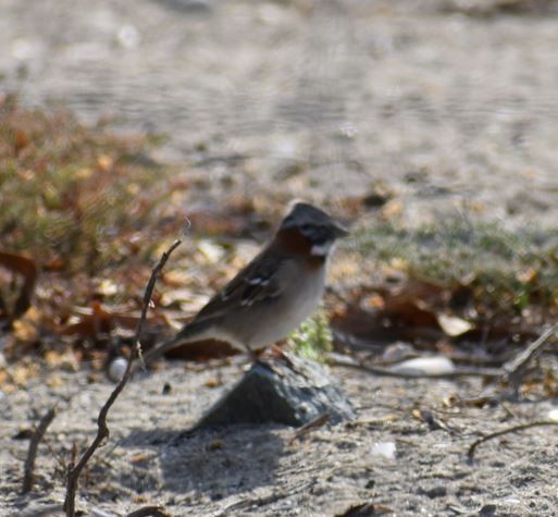 Rufous-collared Sparrow - ML410323901