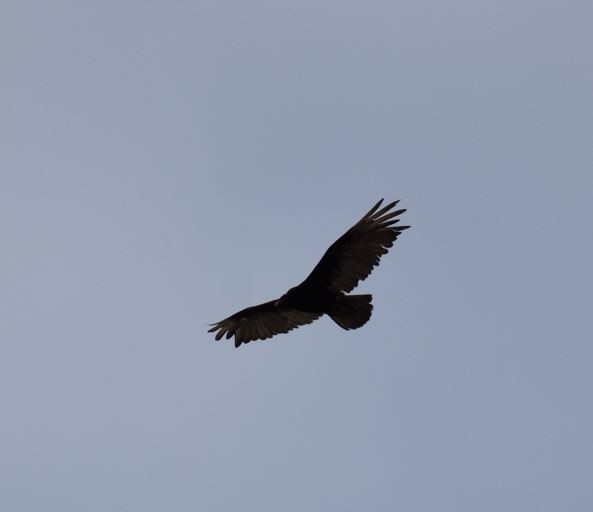 Turkey Vulture - Felipe Undurraga