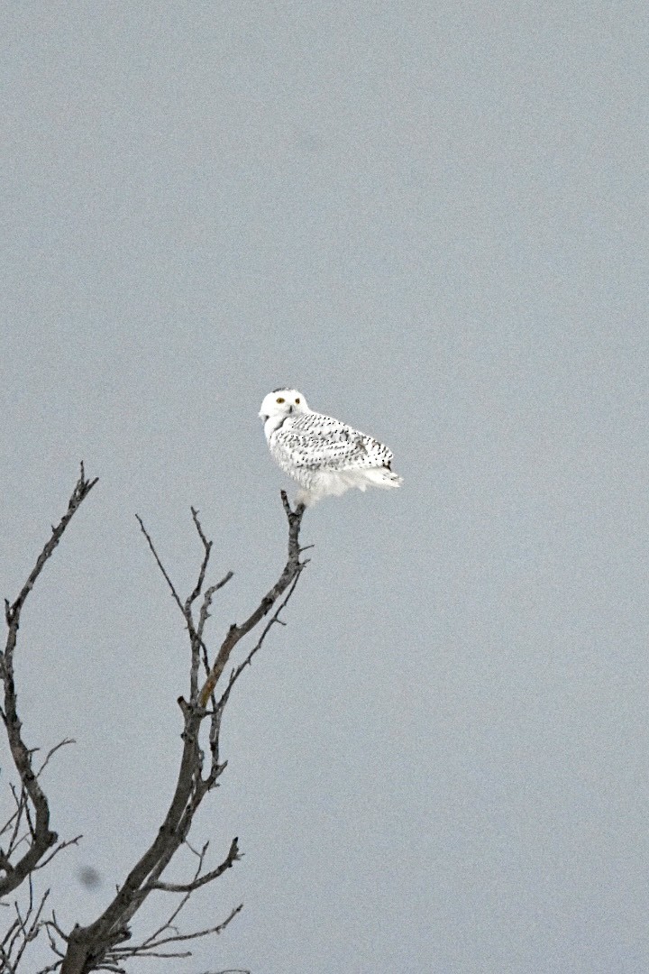Snowy Owl - ML410325671