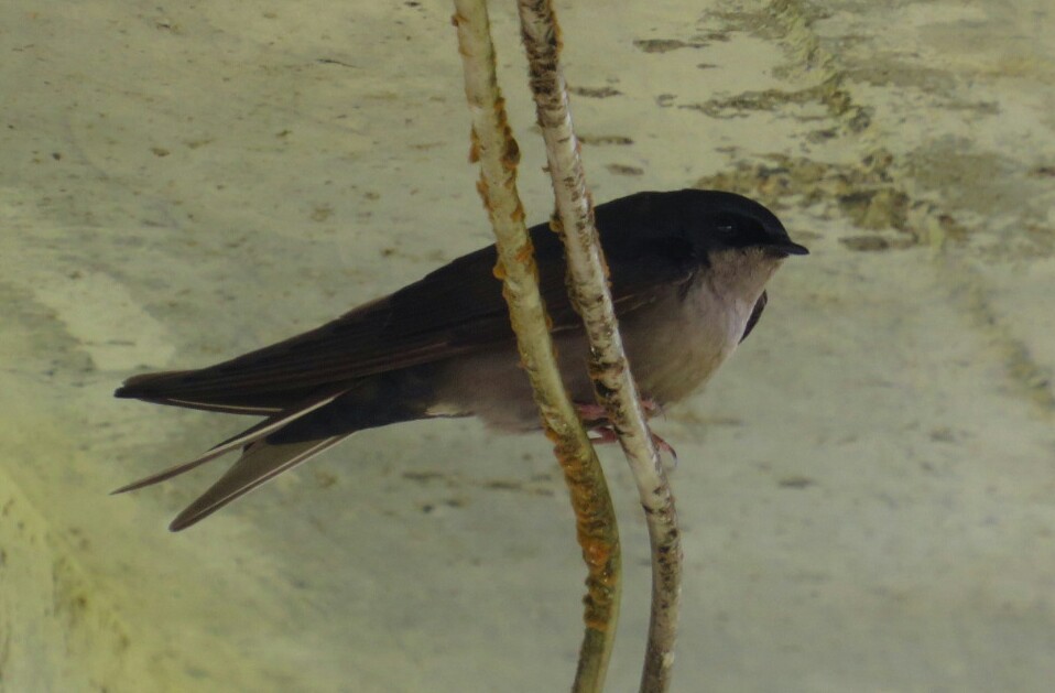 Brown-bellied Swallow - Jeff Harding