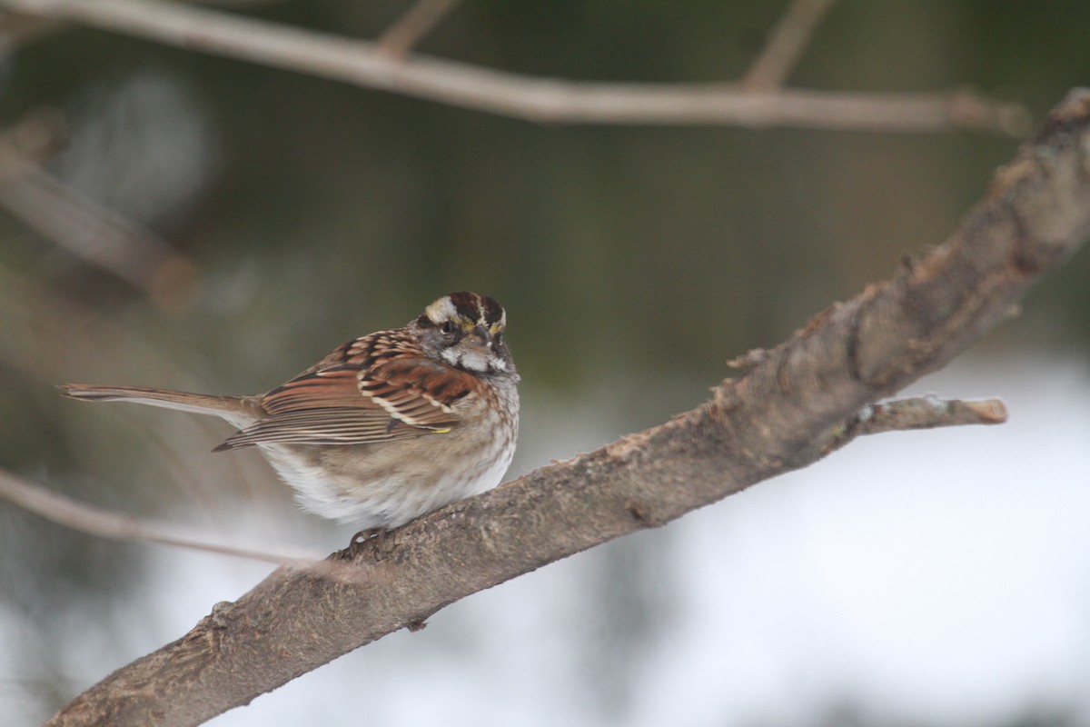 White-throated Sparrow - Elena Kreuzberg