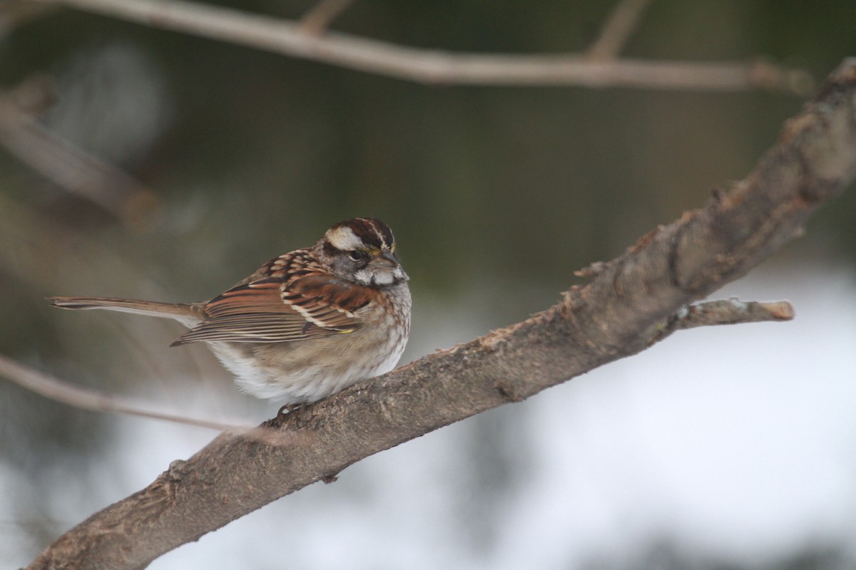White-throated Sparrow - Elena Kreuzberg