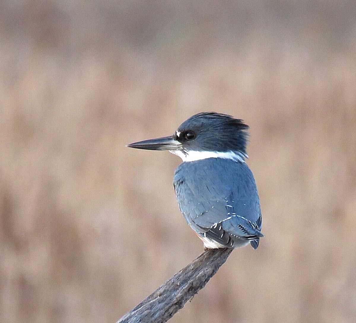 Belted Kingfisher - ML41033471