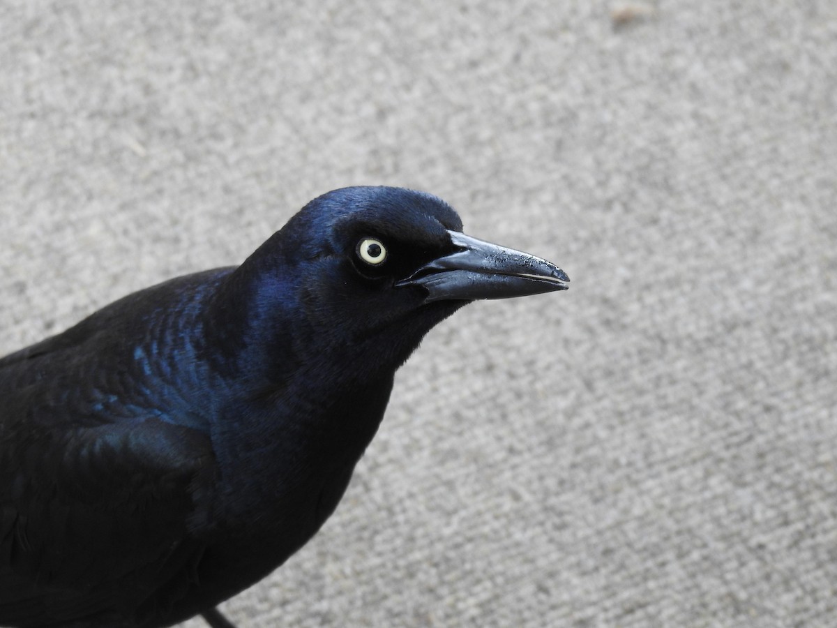 Great-tailed Grackle - ML410338671