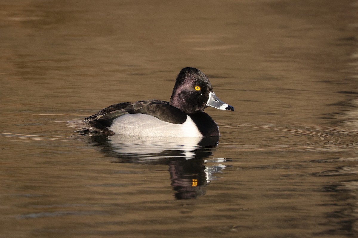 Ring-necked Duck - ML410342951