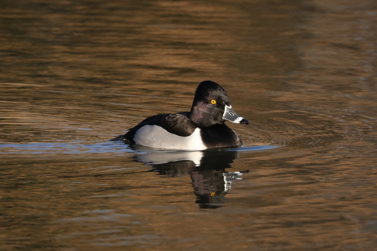 Ring-necked Duck - ML410342971