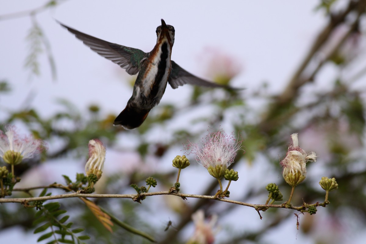 kolibřík panamský - ML41034511