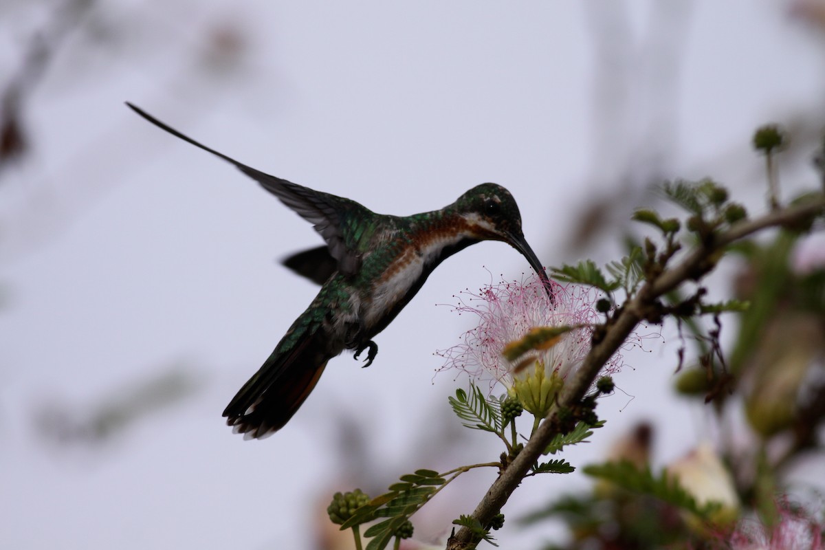 kolibřík panamský - ML41034531