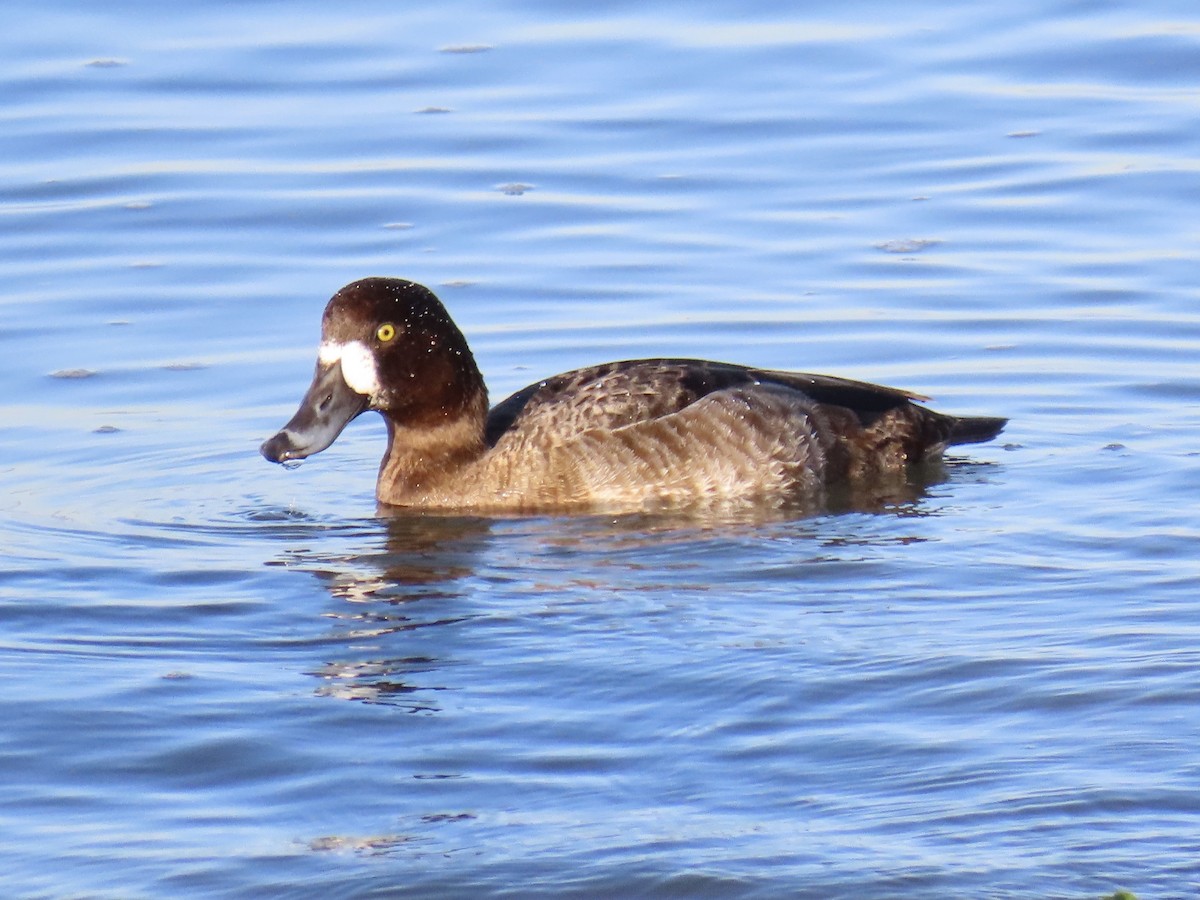 Greater Scaup - ML410349231