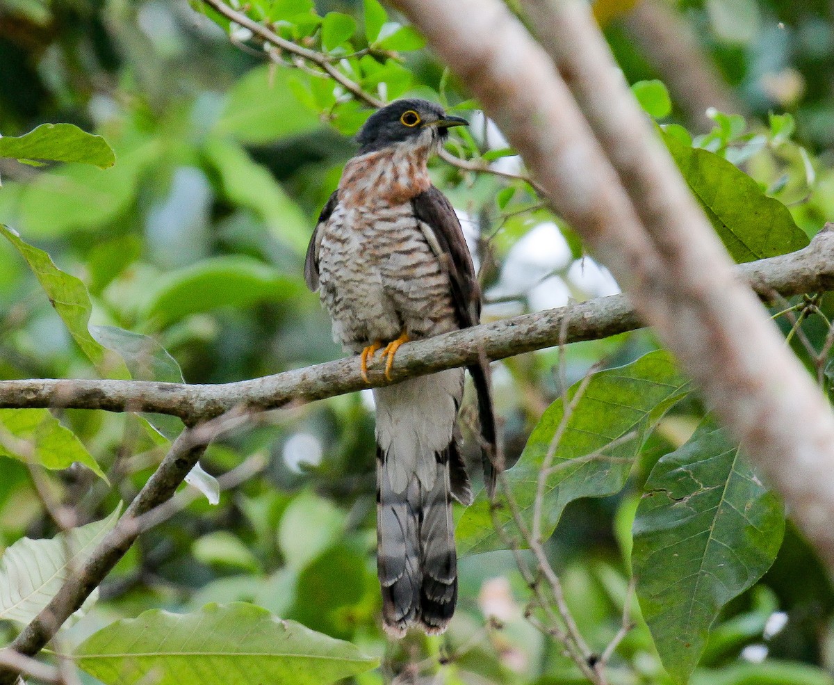 Large Hawk-Cuckoo - Neoh Hor Kee