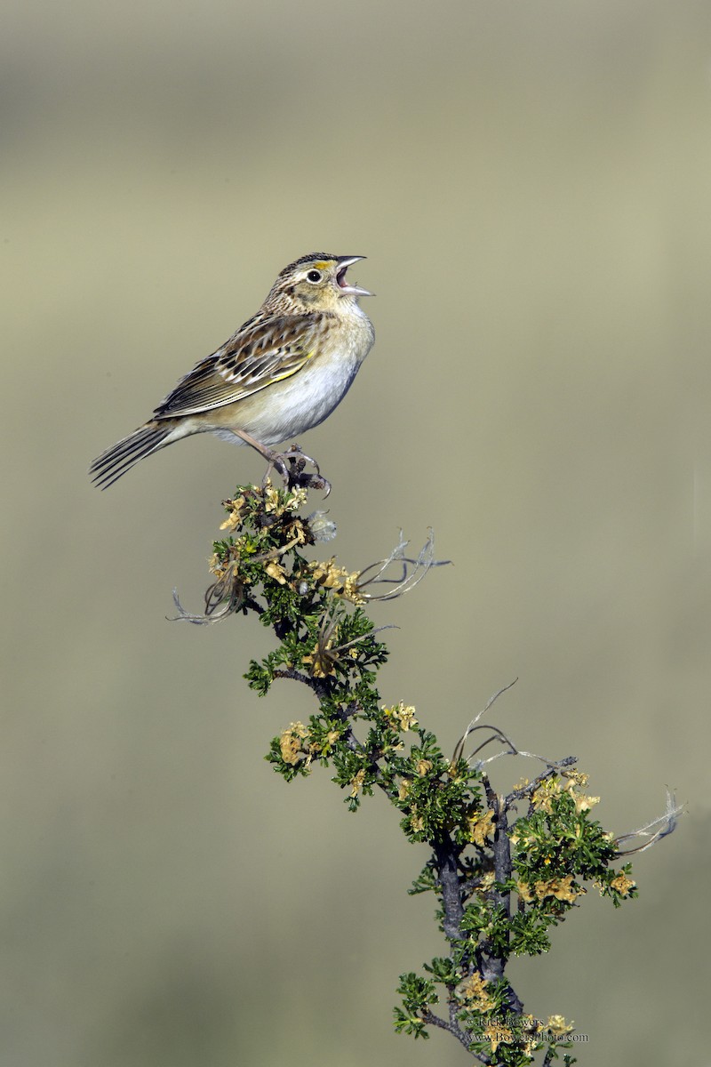 Grasshopper Sparrow - ML410356411