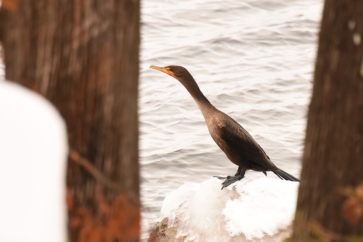 Double-crested Cormorant - Mark Gawn