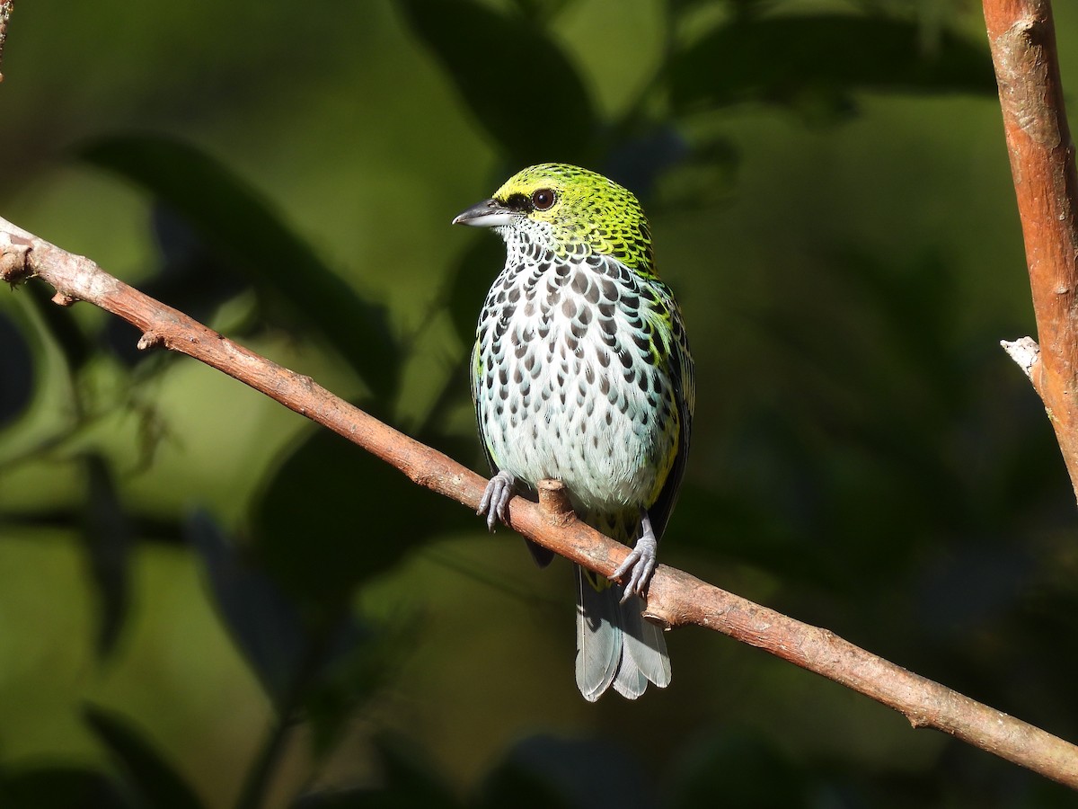 Speckled Tanager - ML410361971