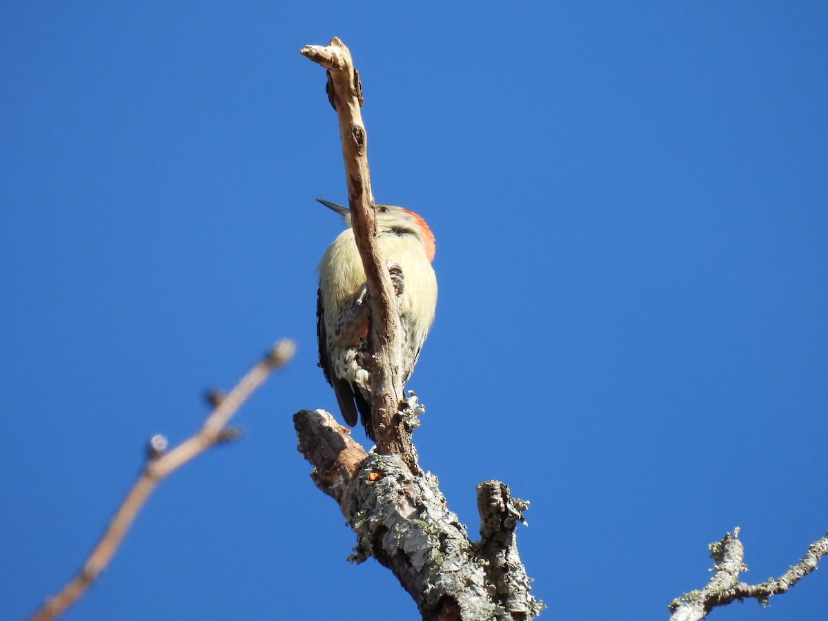 Red-bellied Woodpecker - ML410362671
