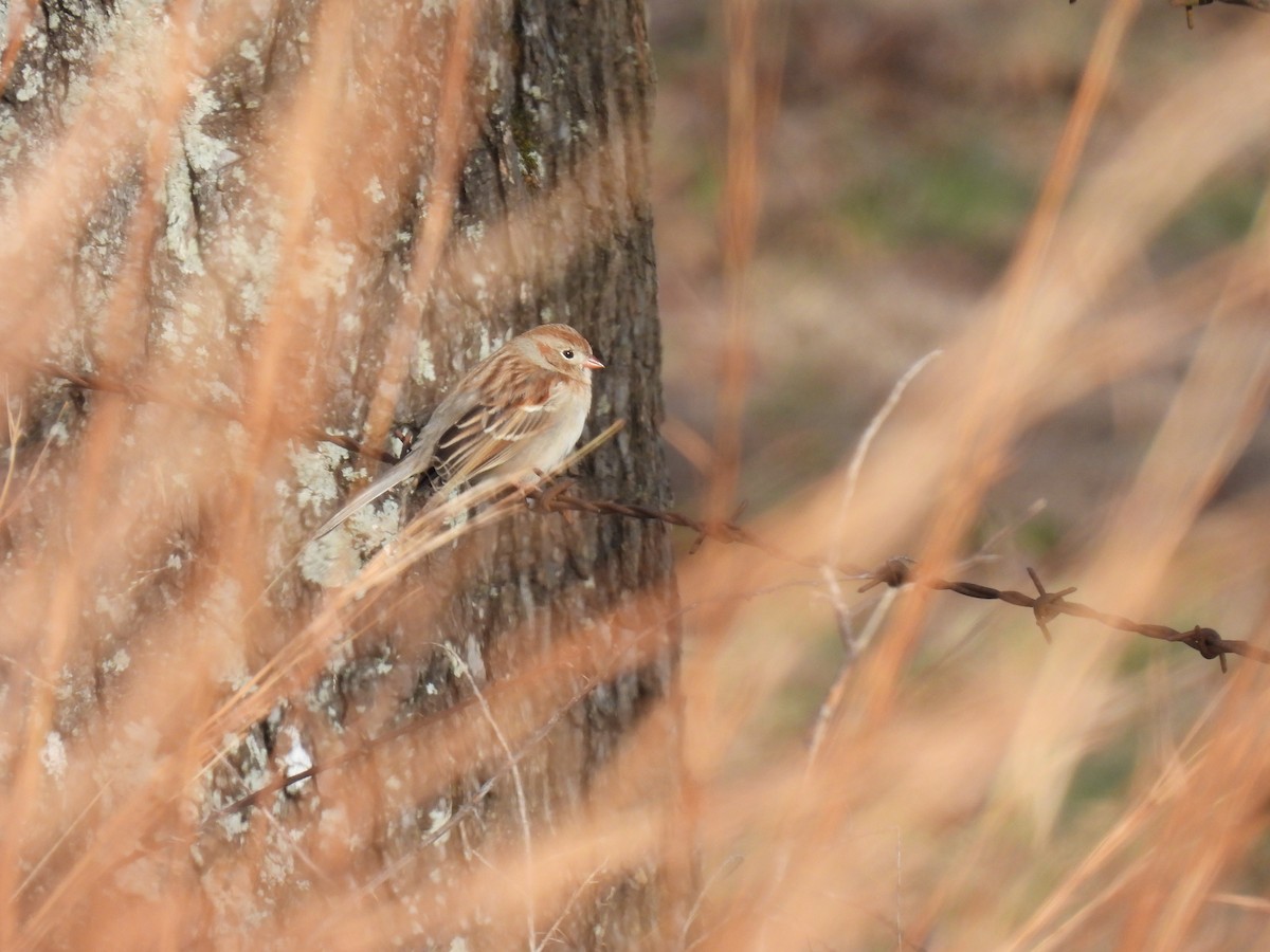 Field Sparrow - ML410364351