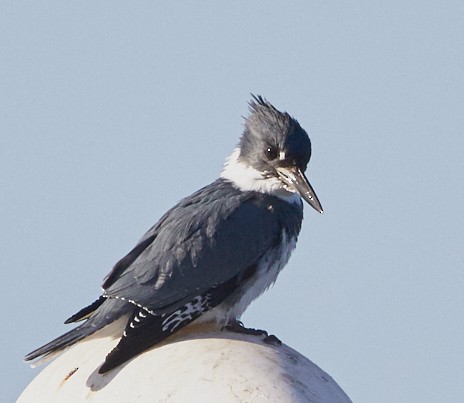 Belted Kingfisher - ML41036541