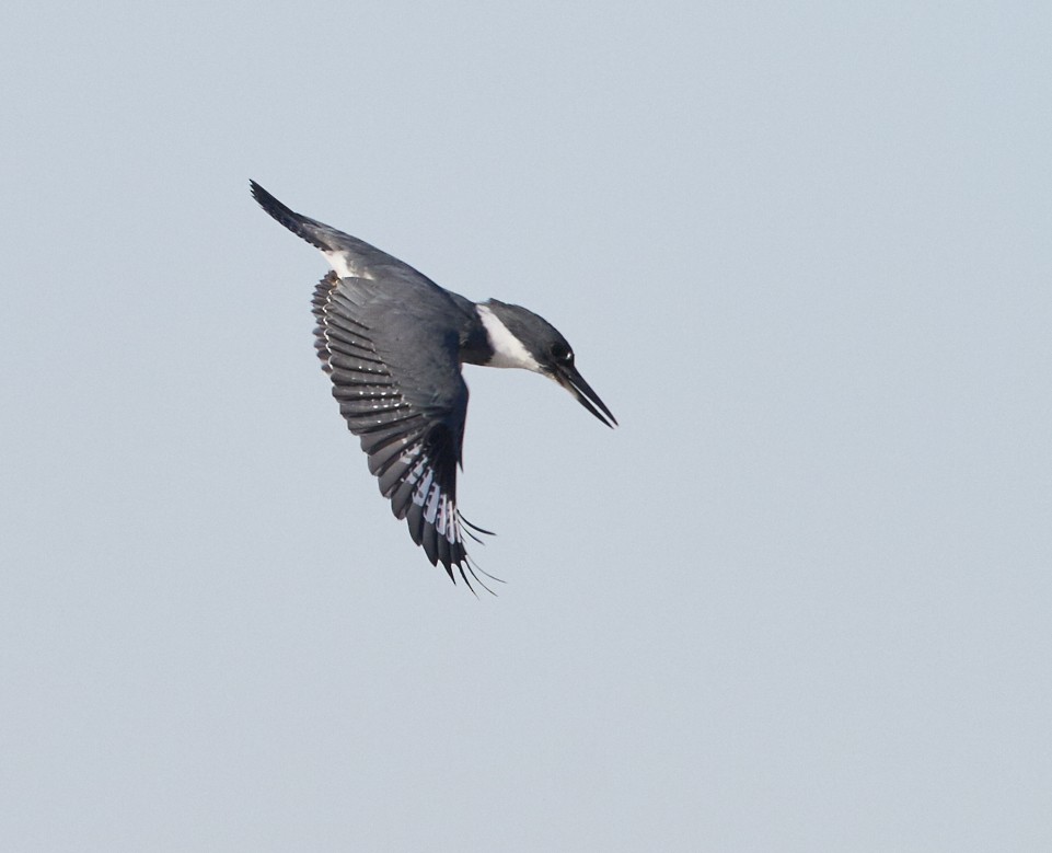 Belted Kingfisher - ML41036551