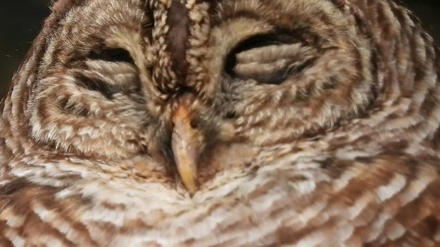 Barred Owl - ML410366261