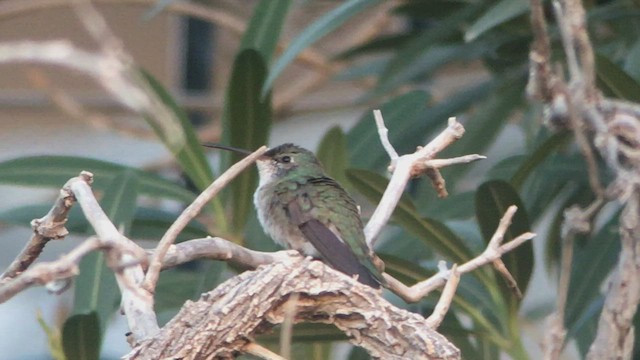 hummingbird sp. - ML410368691