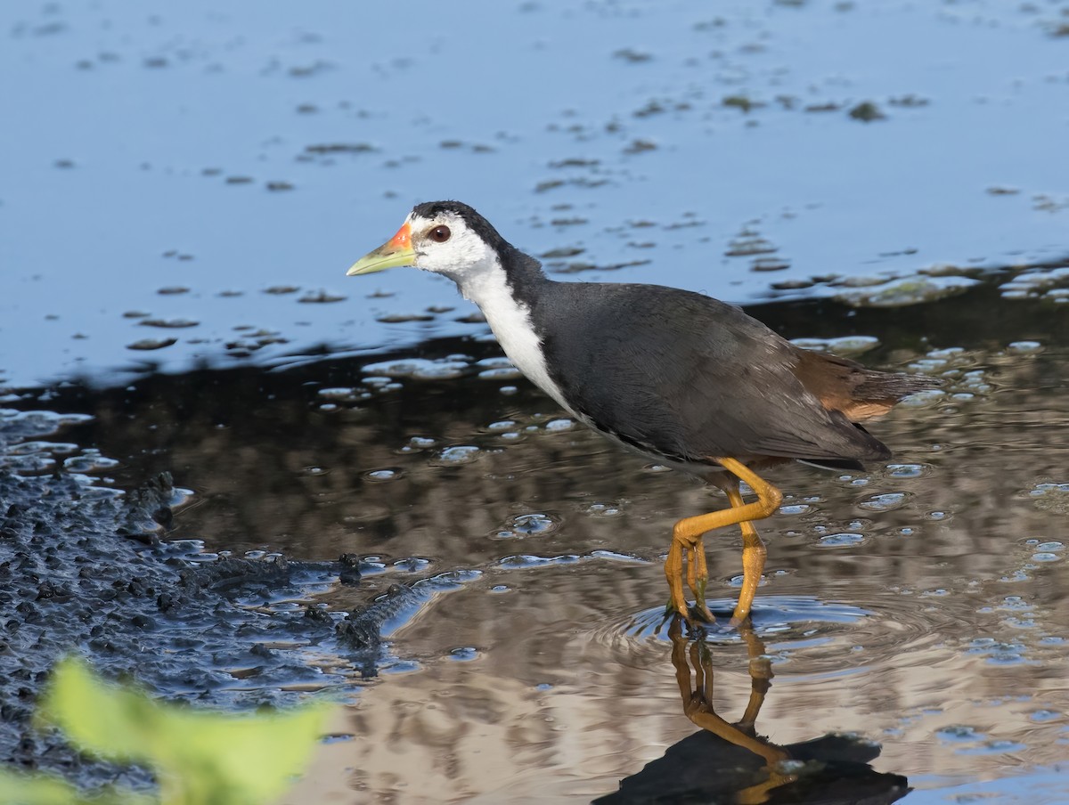 White-breasted Waterhen - Dave Bakewell