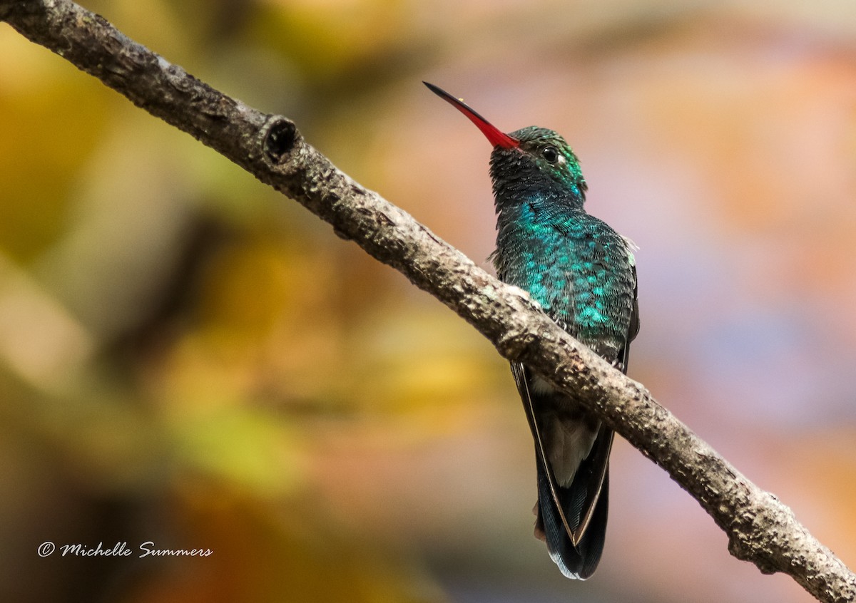 Broad-billed Hummingbird - Michelle Summers
