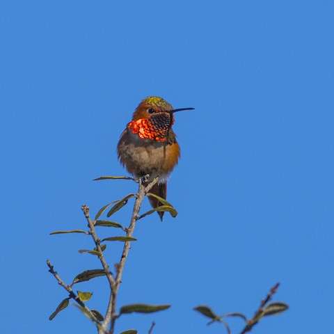 Allen's Hummingbird - James Kendall