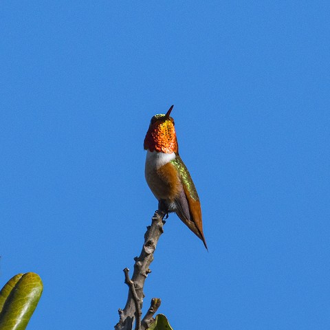 Allen's Hummingbird - James Kendall