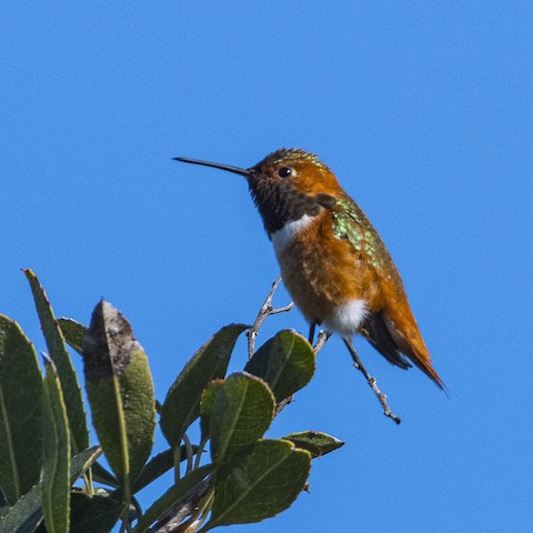 Allen's Hummingbird - James Kendall