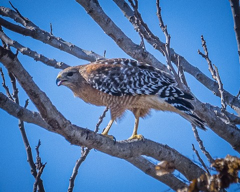 Red-shouldered Hawk - James Kendall