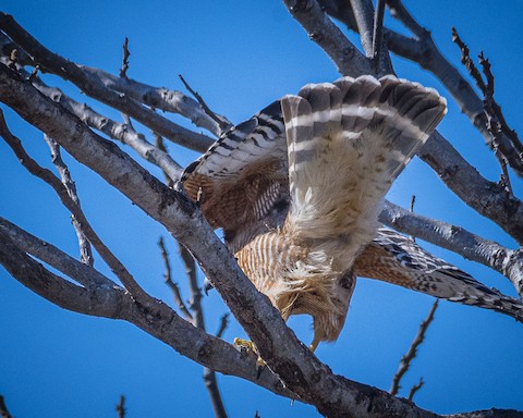 Red-shouldered Hawk - James Kendall