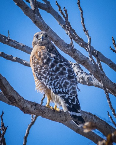 Red-shouldered Hawk - James Kendall