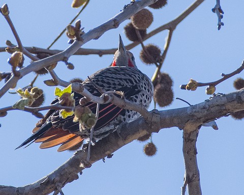 Northern Flicker - James Kendall