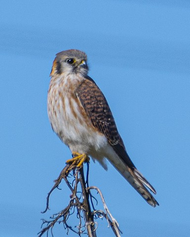 American Kestrel - James Kendall