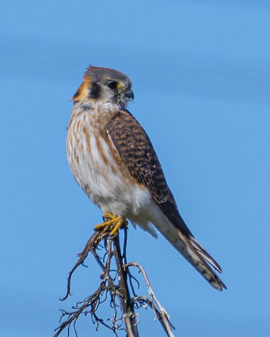 American Kestrel - James Kendall