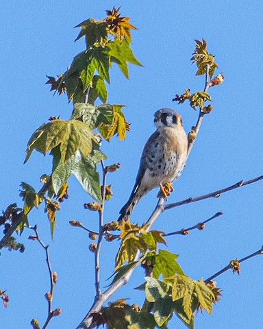 American Kestrel - James Kendall