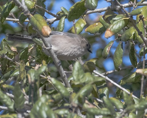 Bushtit - James Kendall