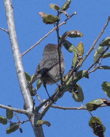 Bushtit - James Kendall