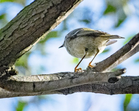 Ruby-crowned Kinglet - James Kendall