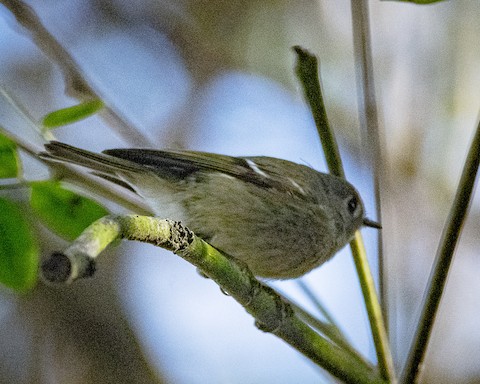 Ruby-crowned Kinglet - James Kendall