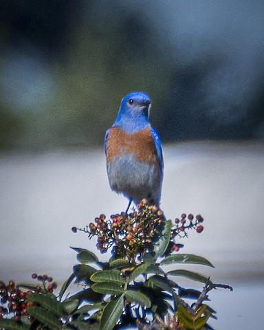 Western Bluebird - James Kendall